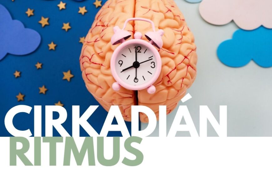 Az alvás, a cirkadián ritmus, a melatonin és a kortizol kapcsolata a termékenységgel
